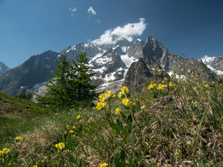 Flowers and Peaks