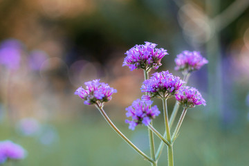 Purple flower with sunset.