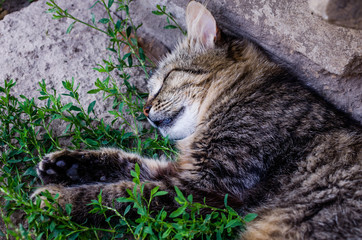 Cat resting in the shade from the heat. Cat sleeping on the porch in the village