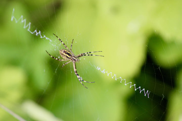 spider in the grass