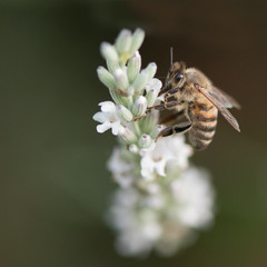 the bee on the white lavender flower