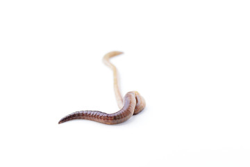 Single Long Earthworm Isolated on White Background