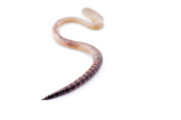 Close Up of Pointy End of an Earthworm on White Version 2