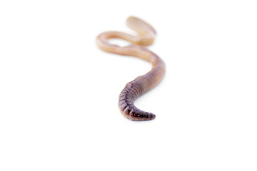 Earthworm with Focus on One End Cut Out