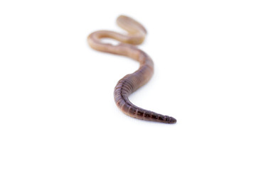 Earthworm with Focus on Pointy End on White Background Version 2