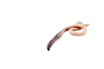 Brown Earthworm Isolated on White Background with Copy Space Version 2