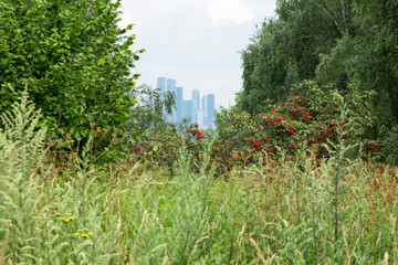 Fototapeta na wymiar Red berries in the park Krylatsky hills and Moscow City