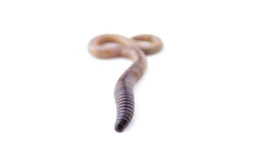 Macro Shot of One End of an Earthworm on White Background