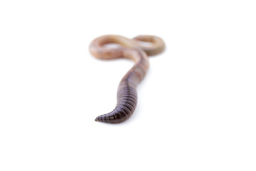 Macro Shot of One End of an Earthworm Cut Out Version 2