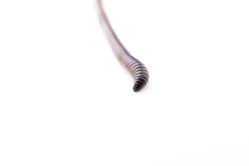 Earthworm Macro Shot Isolated on White Background Version 2