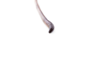 Earthworm Macro Shot Isolated on White Background
