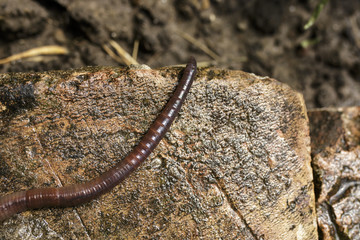 Close Up of Earthworm on Damp Stone Block Version 2