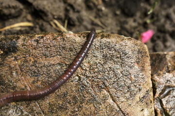 Close Up of Earthworm on Damp Stone Block