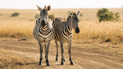 Naklejka premium zebra in the savannah