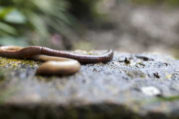 Earthworm Crawling on Stone Block Close Up
