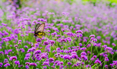 Butterfly on verbena flower. Khao Kho District, Thailand