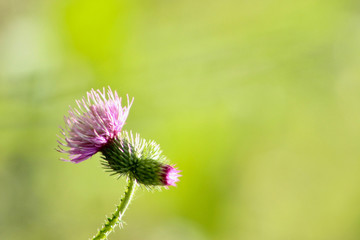 beautiful field flower
