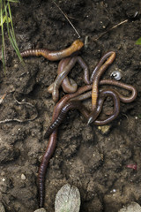 Group of Earthworms on Ground Soil Overhead Version 2