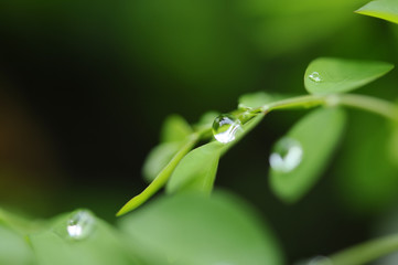 葉の雫