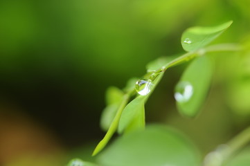 葉の雫