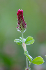 beautiful field flower