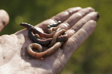 Fototapeta premium Close Up Of Earthworms on Hand Version 2
