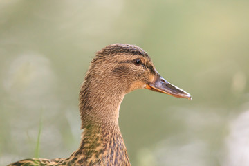 Wild duck in the lake