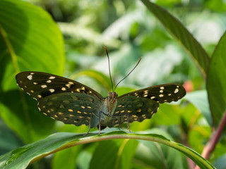 Obraz na płótnie Canvas Tropical Butterfly on Leaf and Flower