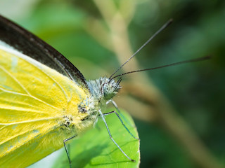 Tropical Butterfly on Leaf and Flower