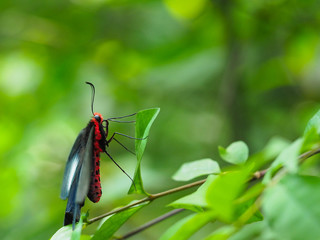 Tropical Butterfly on Leaf and Flower