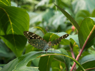 Tropical Butterfly on Leaf and Flower