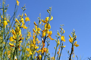 Obraz premium Close-up of Genisteae Bush in Bloom, Yellow Broom, Nature