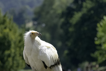Egyptian vulture (Neophron percnopterus), also called the white scavenger vulture or pharaoh's chicken