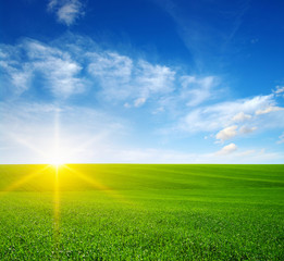 Fototapeta na wymiar Green field and sun.