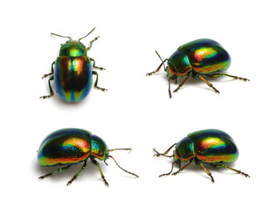 Green beetle on white