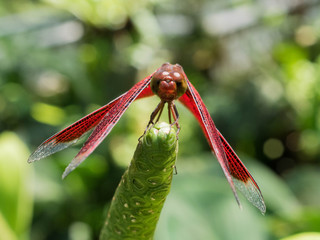 Tropical Dragon Fly resting on Leaf
