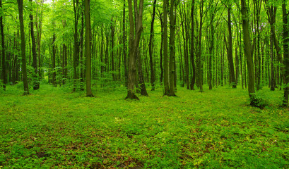green forest in spring