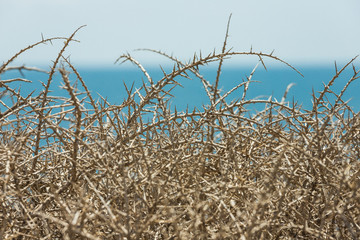 Obraz premium Acacia thorns dry and sea to the bottom details