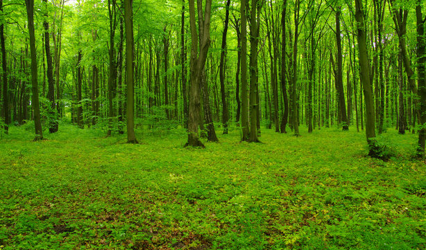 Fototapeta green forest in spring