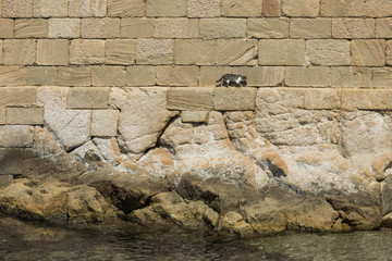 Cat walking in medieval or Roman ruins the mediterranean sea borders