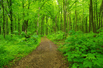 Forest trees in spring