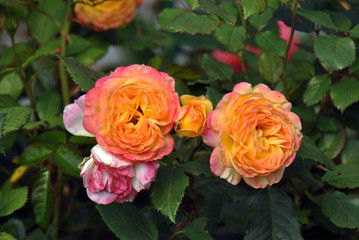 Pair of yellow-orange-pink roses in a paradise garden