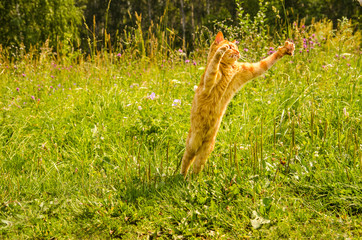 Ginger cat jumping on a green grass background.