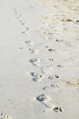 Footprints walking on the beach by the morning