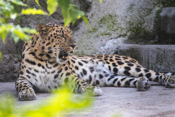 Far Eastern leopard