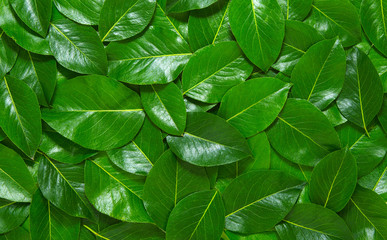 Green leaves background
