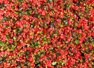 A long flowerbed with red begonias is located on a town square.
