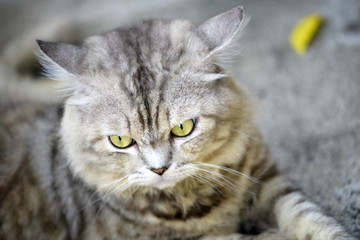 The cats are staring forward, wondering