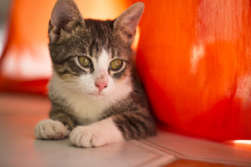 Cute cat