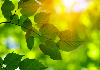  Green leaves on the sun.
